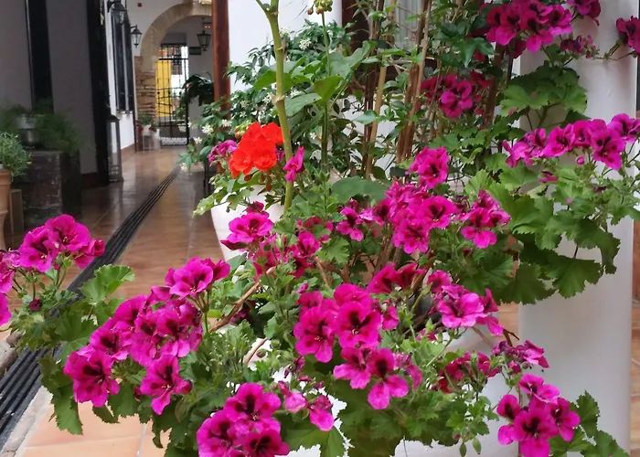 Отель Boutique Puerta Del Rincon